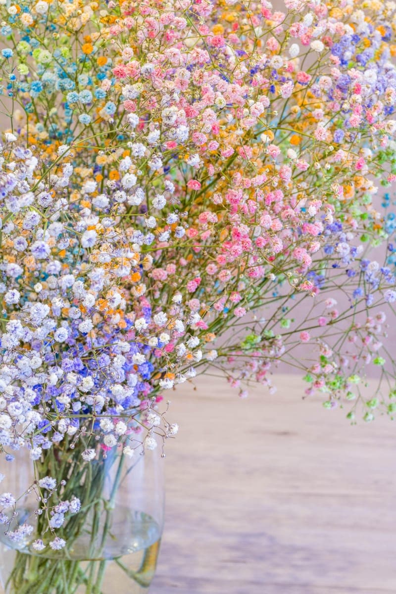 Baby's Breath