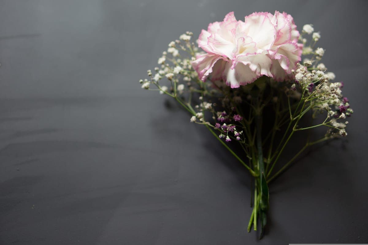 Baby's Breath — foto 2