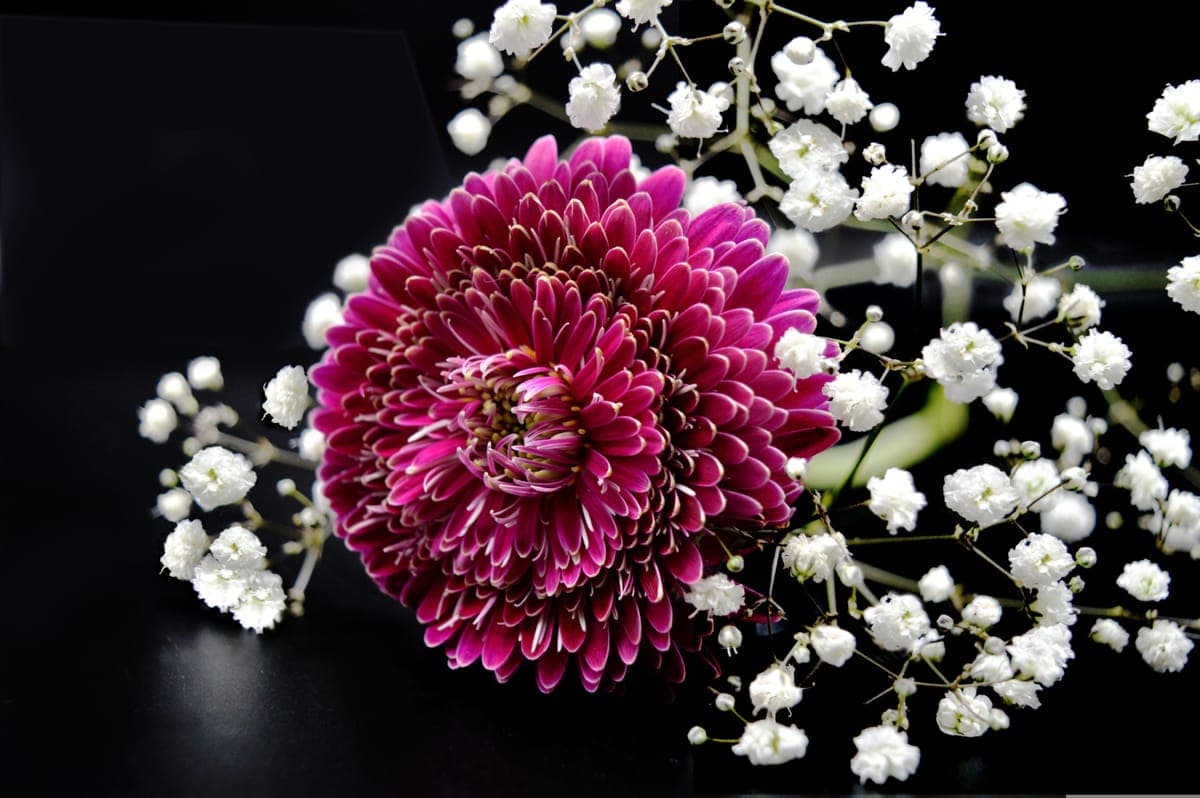 Baby's Breath — foto 3