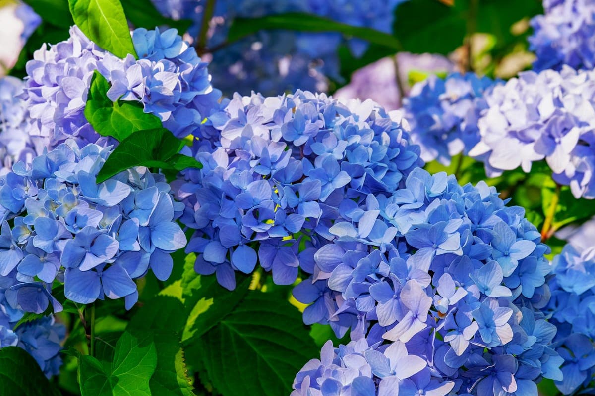 Hydrangea