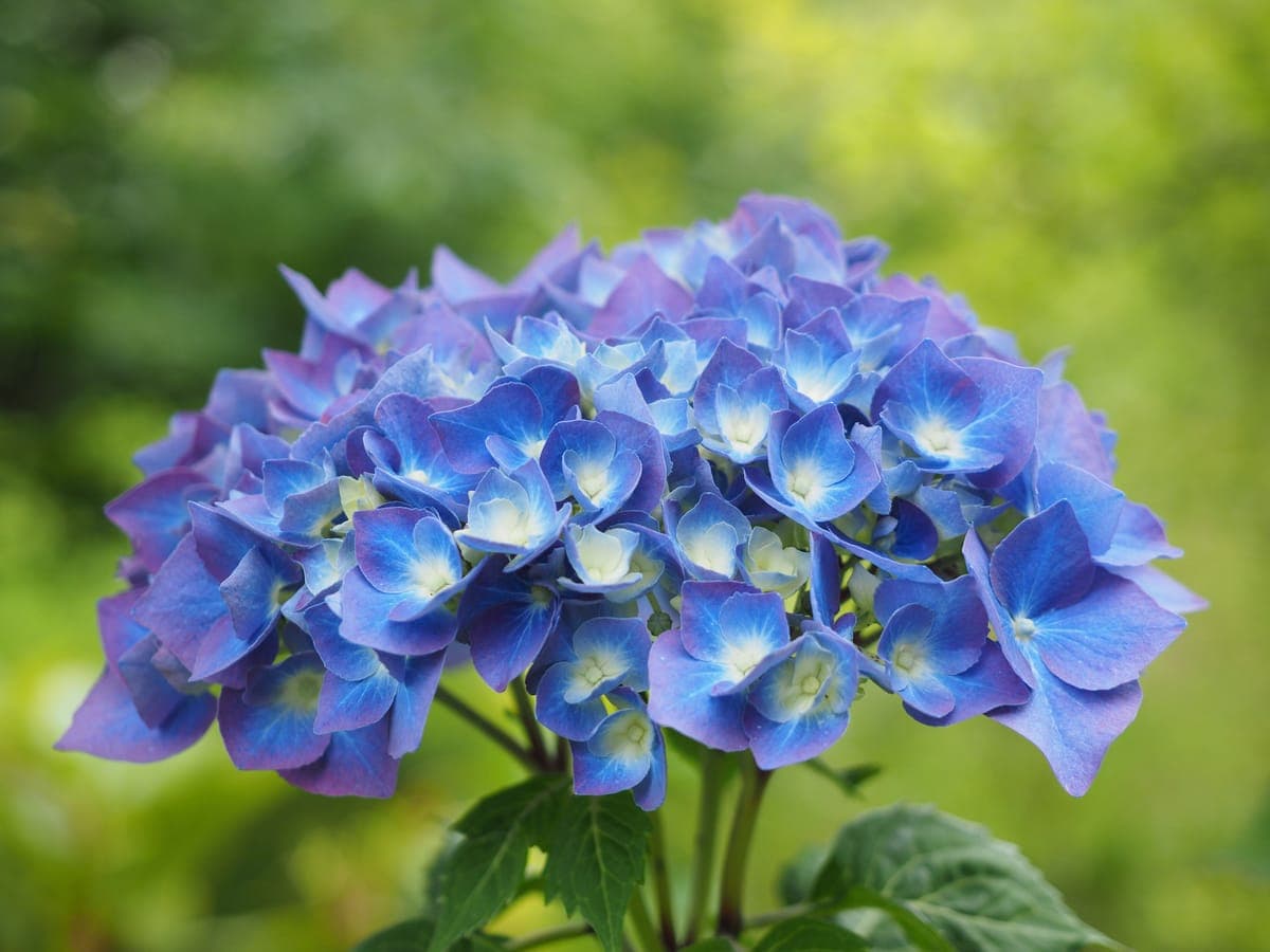 Hydrangea — foto 2