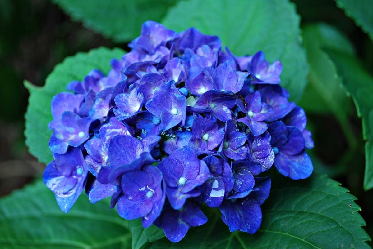 Hydrangea — foto 3