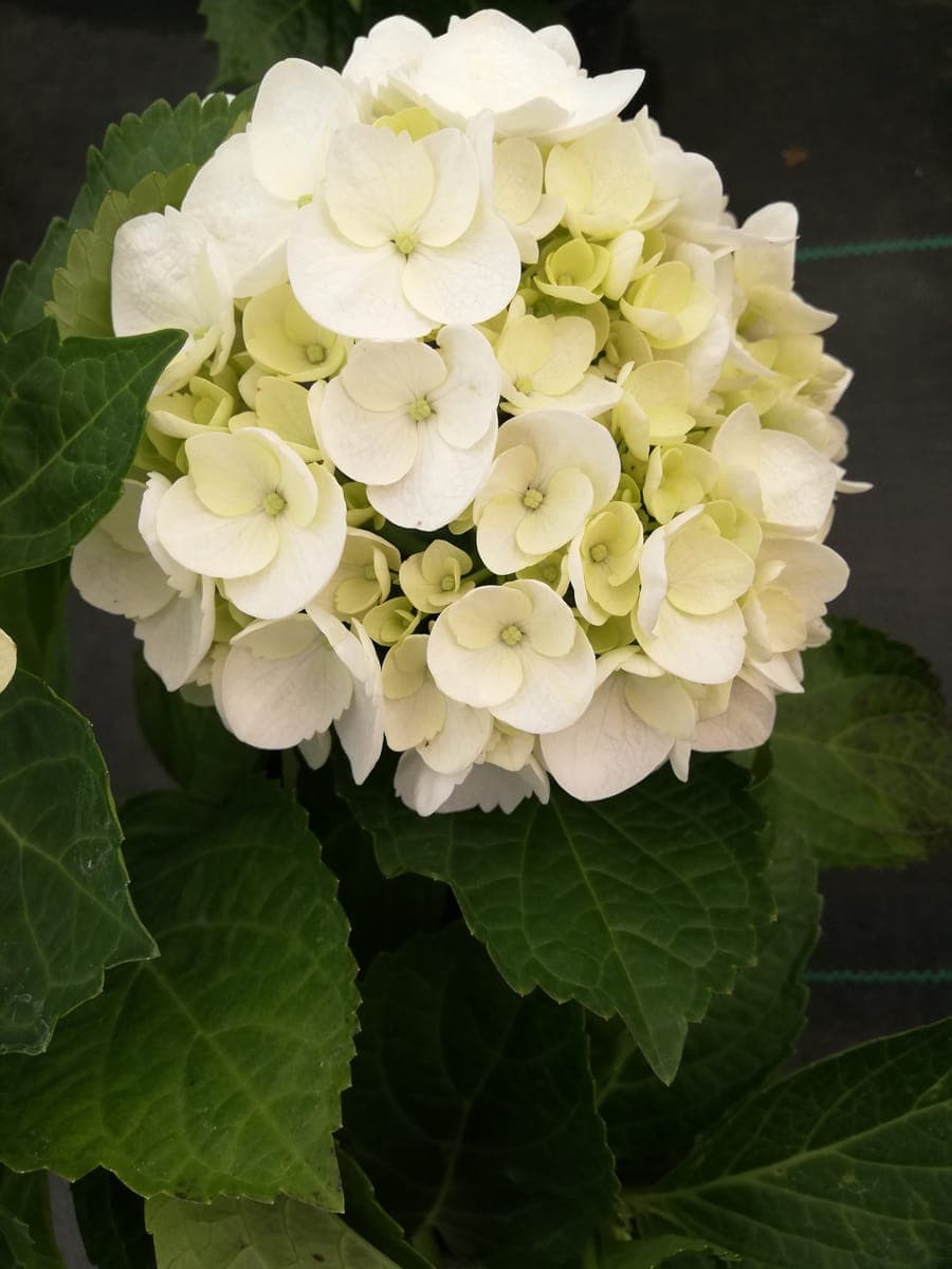 Hydrangea — foto 4