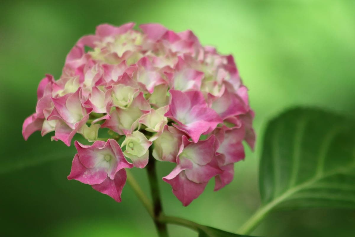 Hydrangea — foto 5