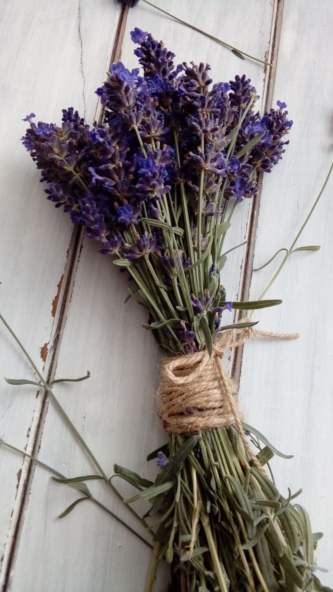 Lavender — foto 2