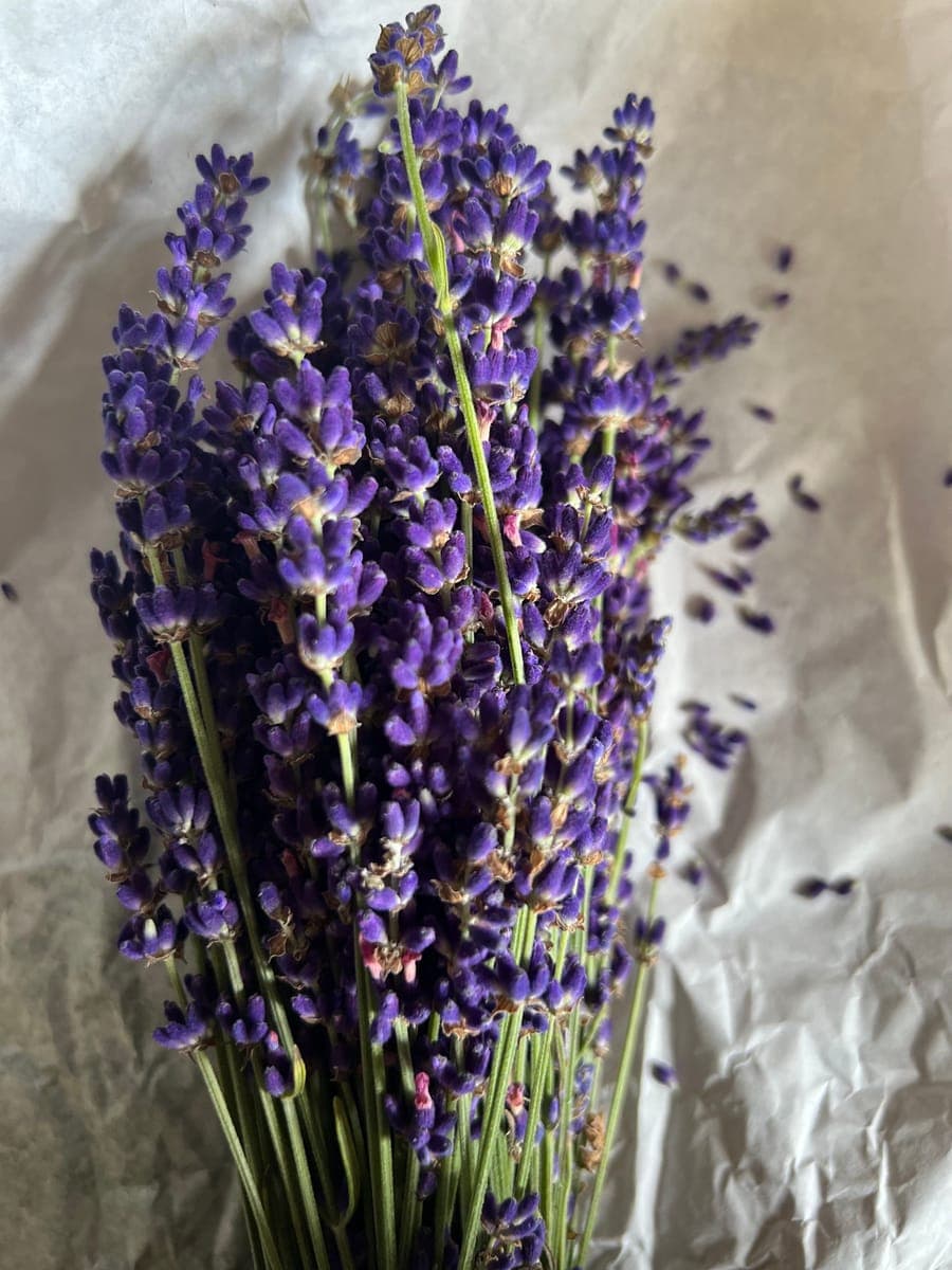 Lavender — foto 3