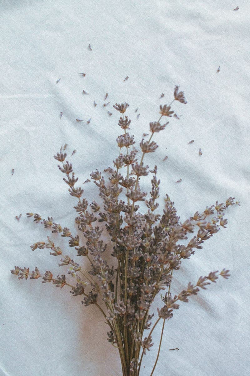 Lavender — foto 6