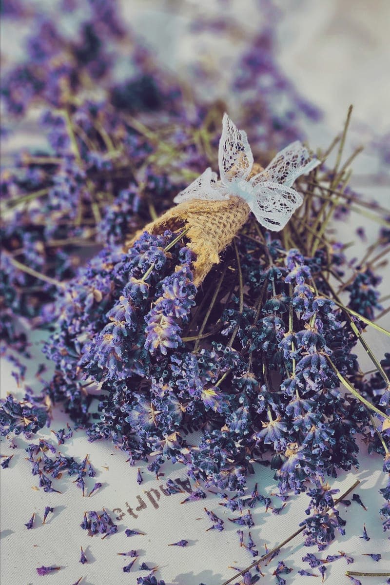 Lavender — foto 8