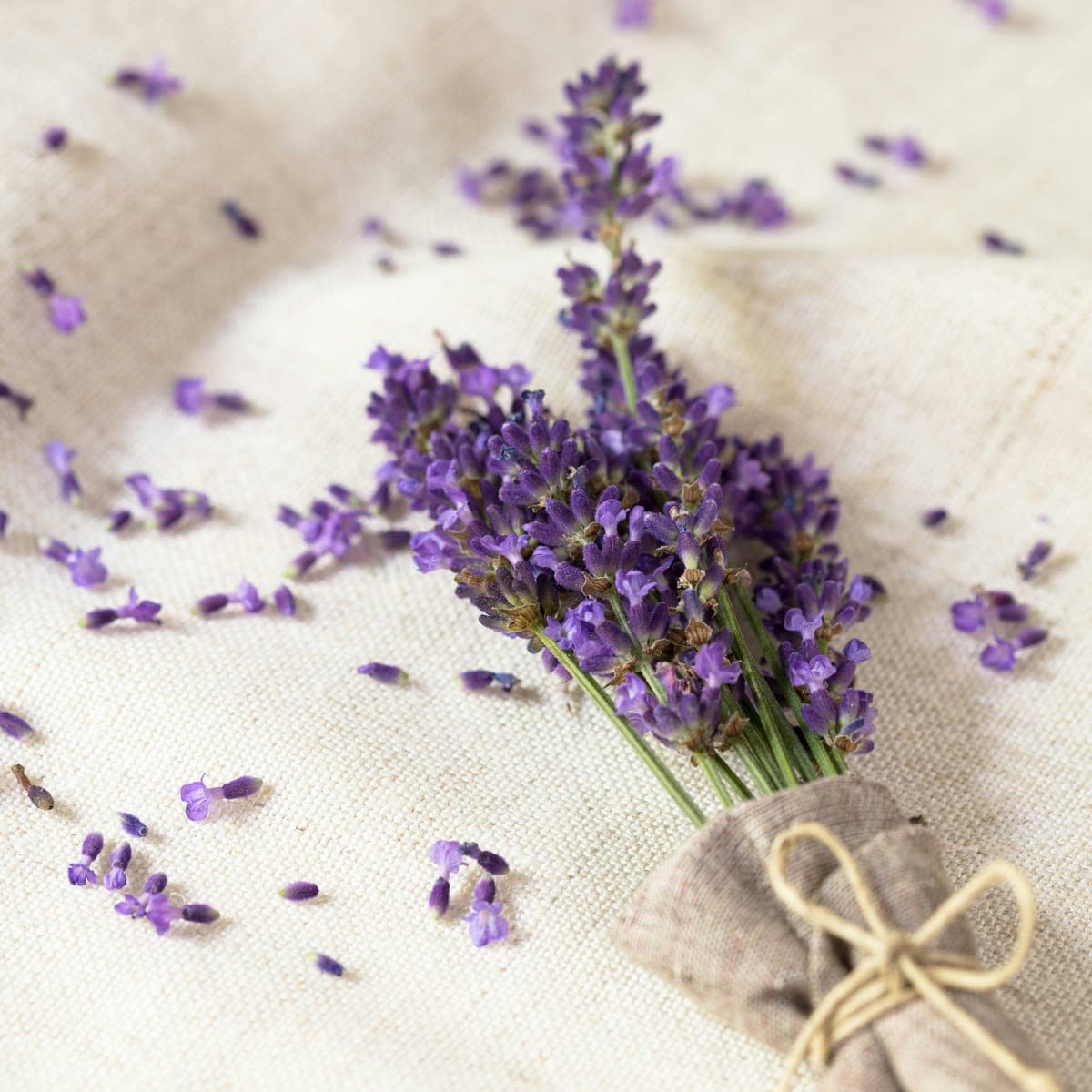 Lavender — foto 10