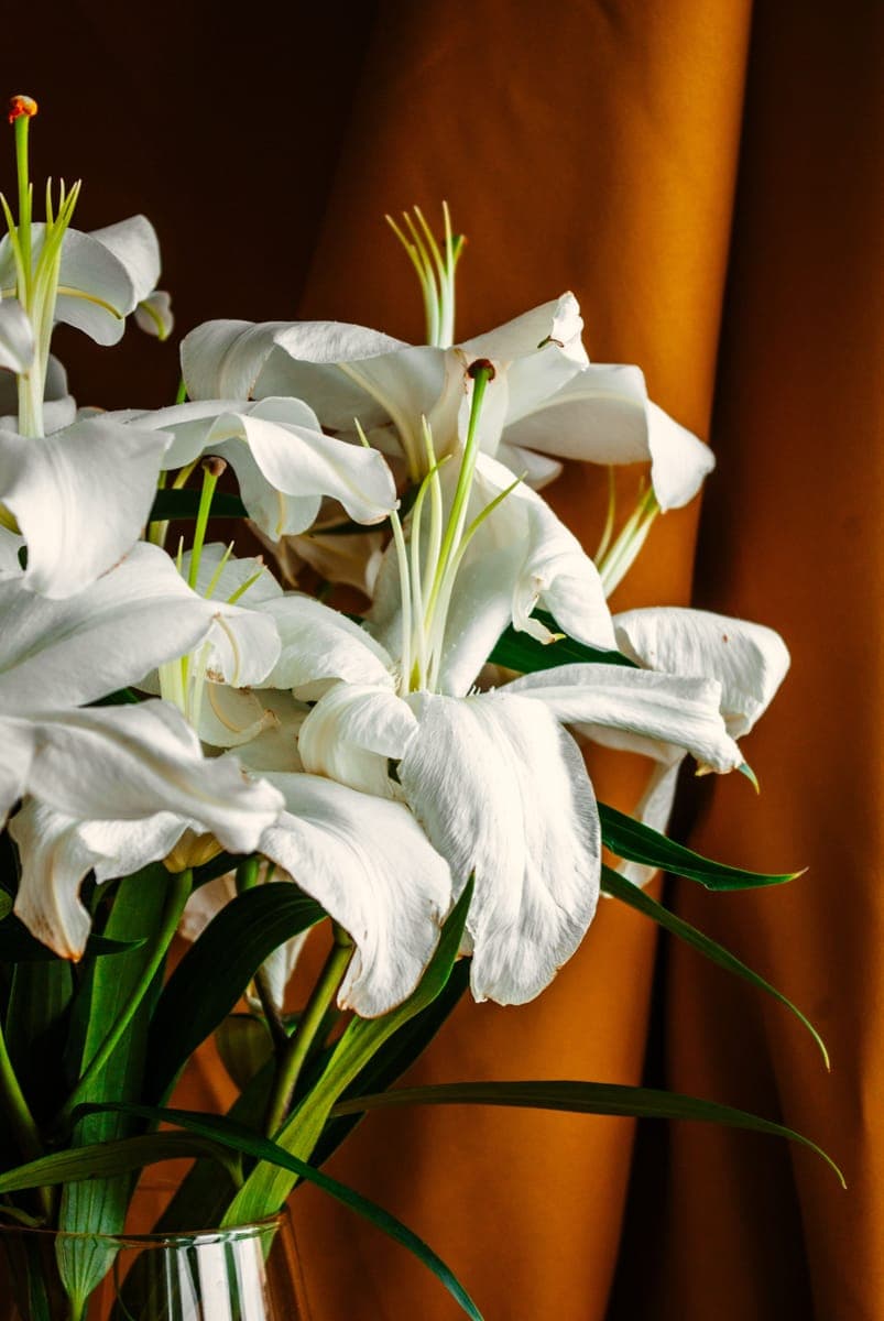 Lili Putih — foto 3