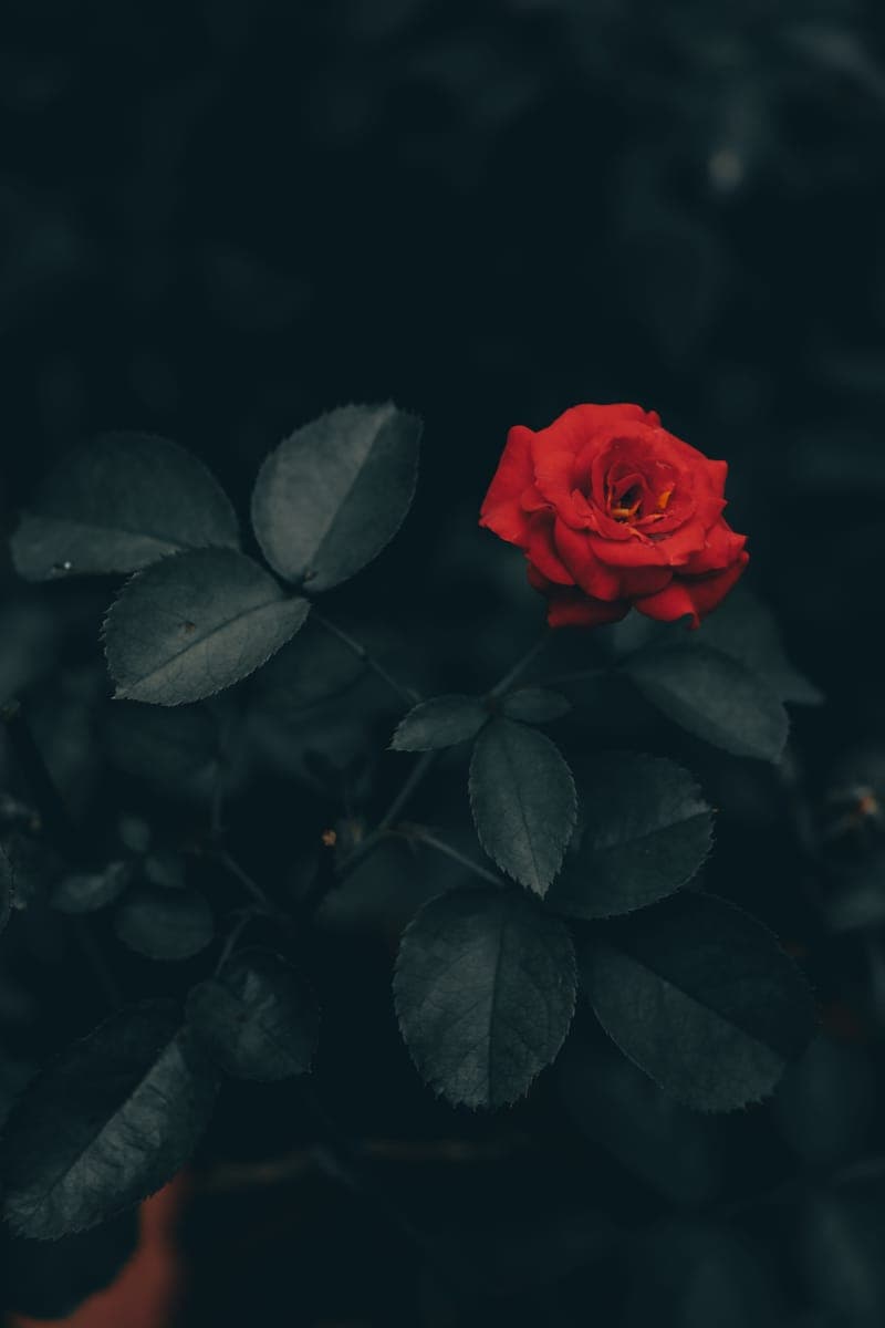 Red Rose