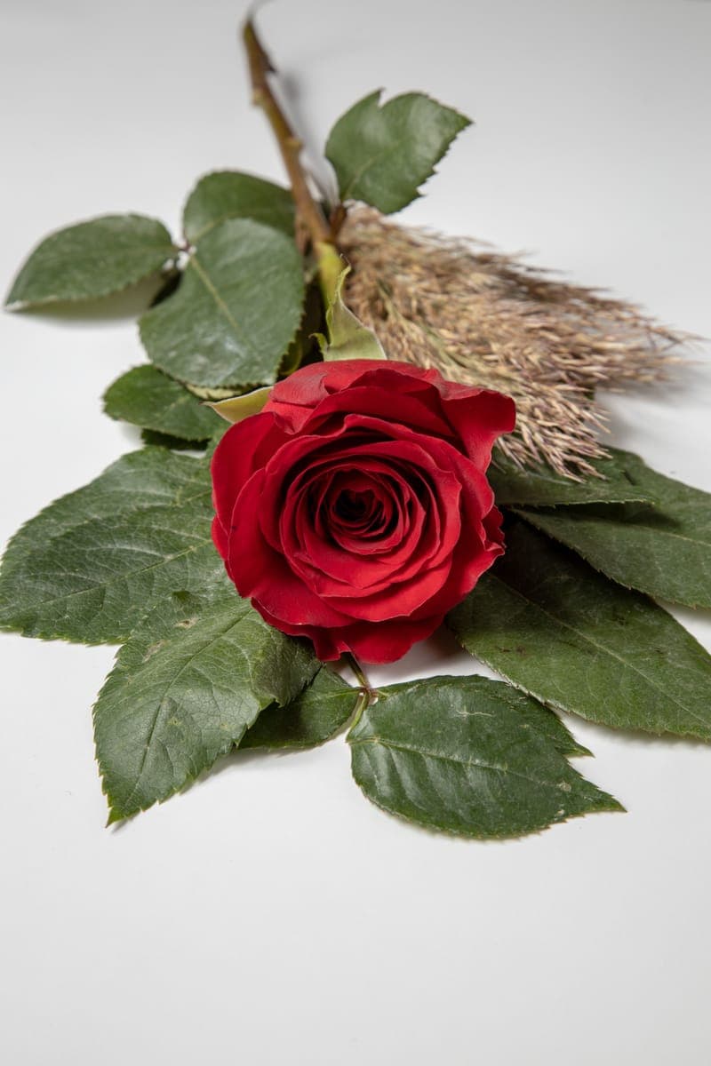 Red Rose — foto 2