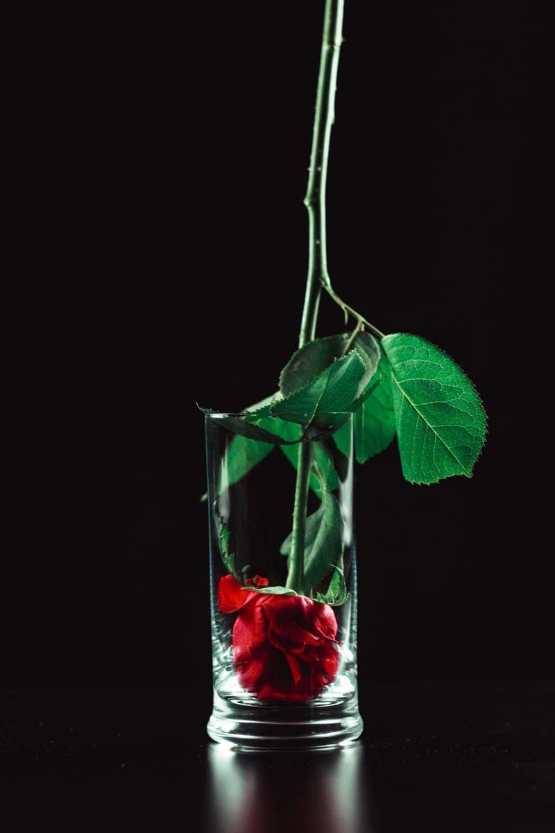 Red Rose — foto 3