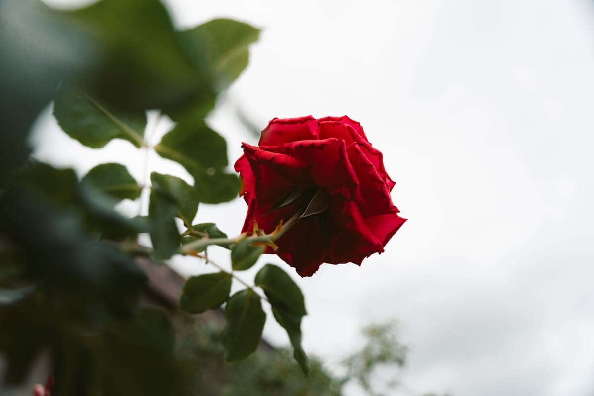 Red Rose — foto 4