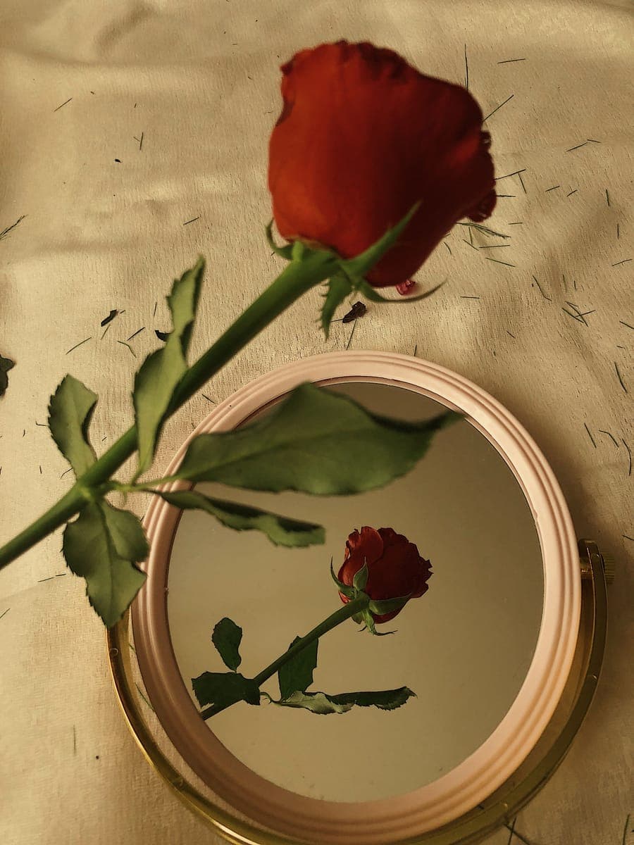 Red Rose — foto 5