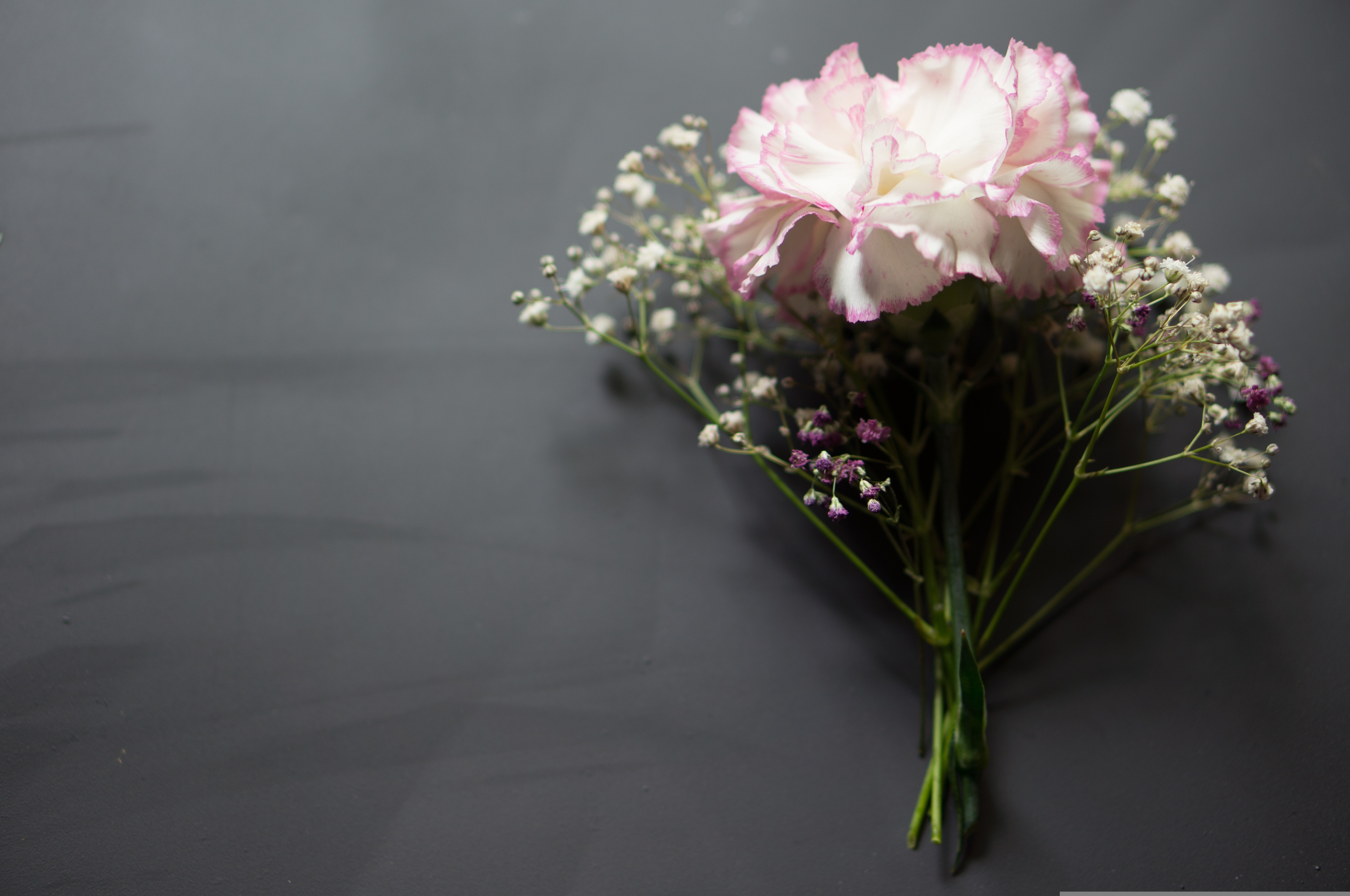 Baby's Breath — foto 2