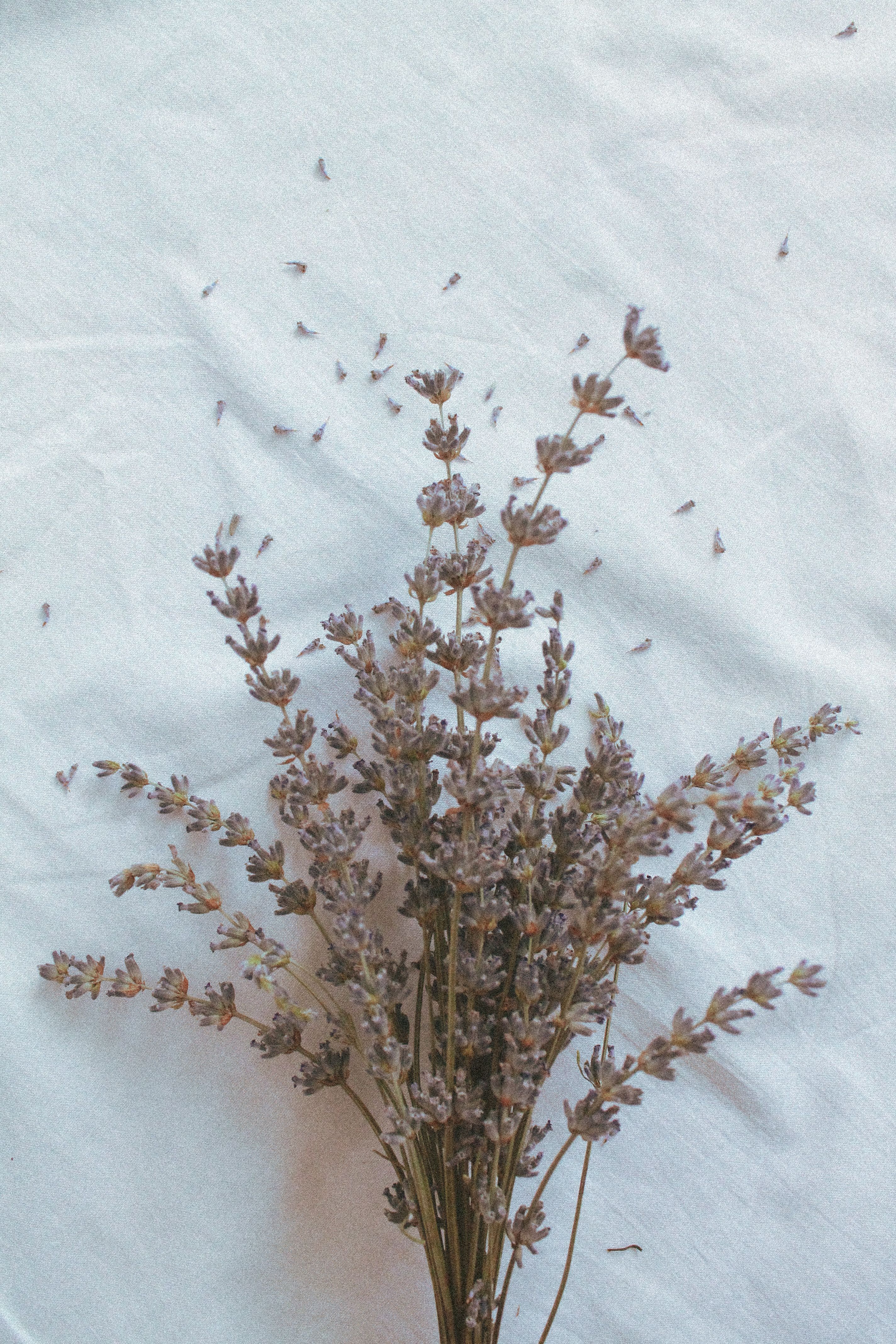 Lavender — foto 6
